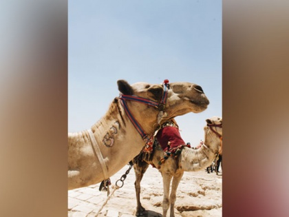 No Botox for camels? Over 40 disqualified from Saudi Arabia's beauty contest | No Botox for camels? Over 40 disqualified from Saudi Arabia's beauty contest