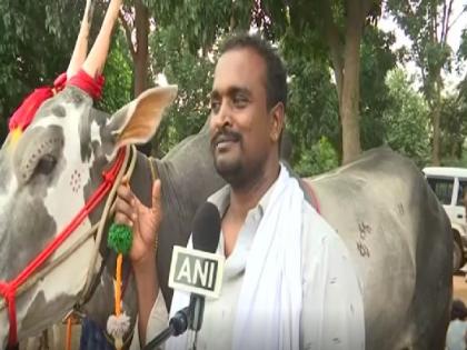 Rare Hallikar breed bull becomes main attraction at Krishi Mela in Bengaluru | Rare Hallikar breed bull becomes main attraction at Krishi Mela in Bengaluru
