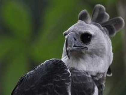Study says, species of Harpy eagles could be under greater threat | Study says, species of Harpy eagles could be under greater threat