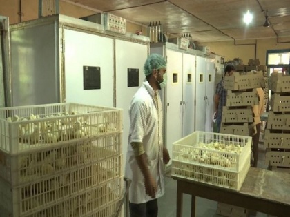 Hatcheries play vital role in boosting poultry production in Kashmir | Hatcheries play vital role in boosting poultry production in Kashmir