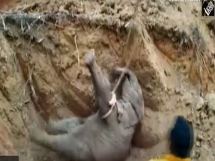Elephant calf rescued from abandoned well in Odisha | Elephant calf rescued from abandoned well in Odisha