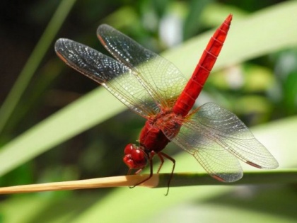 Study finds male dragonflies lose their 'bling' in hotter climates | Study finds male dragonflies lose their 'bling' in hotter climates