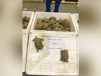 Chennai Air Cargo Customs seizes 1,364 live star tortoises | Chennai Air Cargo Customs seizes 1,364 live star tortoises