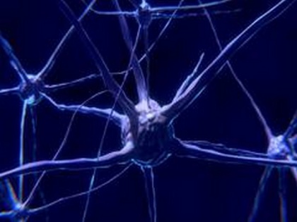 Study shows influence of graphene nanoparticles on neurons | Study shows influence of graphene nanoparticles on neurons