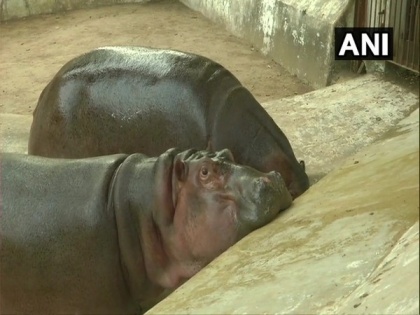 Gujarat zoo throws birthday party as Hippo 'Mangal' turns 2 | Gujarat zoo throws birthday party as Hippo 'Mangal' turns 2