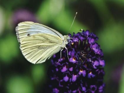 Study finds butterflies struggle for survival in warmer autumns | Study finds butterflies struggle for survival in warmer autumns