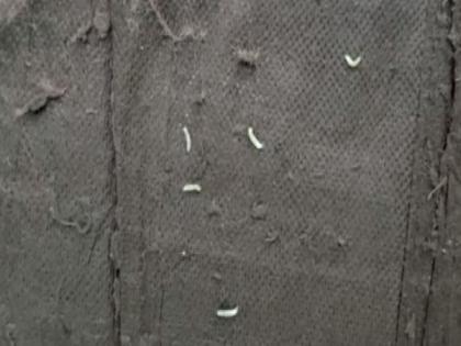UP: Worms found on the beds of surgical ward in Mahoba District Hospital | UP: Worms found on the beds of surgical ward in Mahoba District Hospital UP: Worms found on the beds of surgical ward in Mahoba District Hospital | UP: Worms found on the beds of surgical ward in Mahoba District Hospital