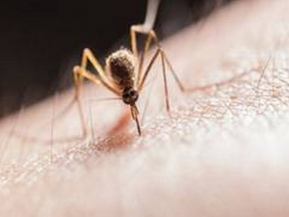 Study focuses on using landscape connectivity to control deadly mosquito-borne viruses | Study focuses on using landscape connectivity to control deadly mosquito-borne viruses