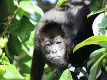 Deforestation changing the way monkeys communicate | Deforestation changing the way monkeys communicate