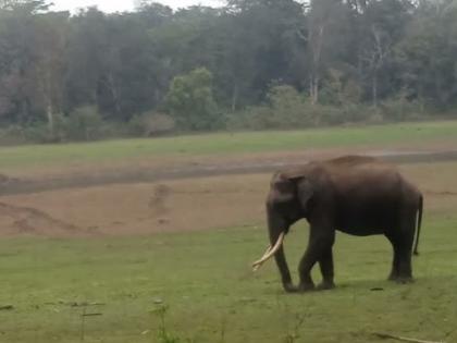 Two elephants electrocuted to death in Assam | Two elephants electrocuted to death in Assam Two elephants electrocuted to death in Assam | Two elephants electrocuted to death in Assam