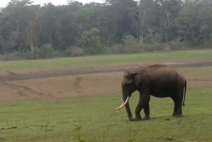 Wild elephant kills elderly woman in Tripura's Khowai, residents vent ire on officials | Wild elephant kills elderly woman in Tripura's Khowai, residents vent ire on officials