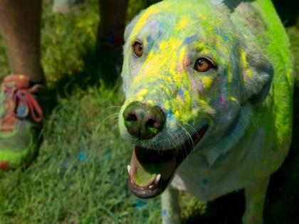Here's how to celebrate this Holi without turning your pet's day grey! | Here's how to celebrate this Holi without turning your pet's day grey!