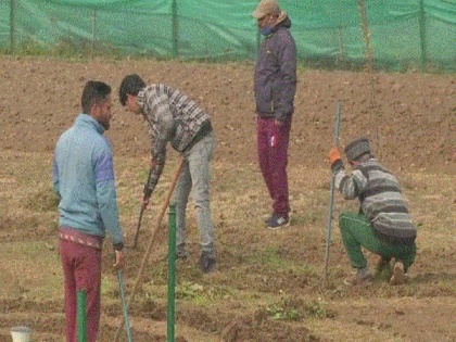 J-K: Sowing process of bulbs in full swing for Srinagar's Tulip Festival | J-K: Sowing process of bulbs in full swing for Srinagar's Tulip Festival