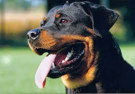'Dogs fulfill emotional needs': Mumbai court orders man to pay maintenance for ex-wife’s 3 Rottweilers | 'Dogs fulfill emotional needs': Mumbai court orders man to pay maintenance for ex-wife’s 3 Rottweilers