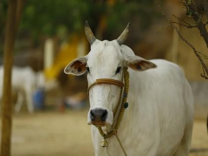 Tamil Nadu: Cow bites country-made bomb used to kill wild boars, injured | Tamil Nadu: Cow bites country-made bomb used to kill wild boars, injured