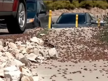 Extreme heat in US worsens insect infestations | Extreme heat in US worsens insect infestations Extreme heat in US worsens insect infestations | Extreme heat in US worsens insect infestations