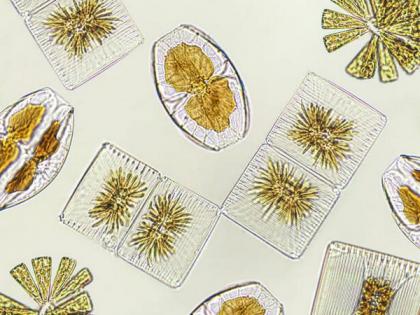 Ocean acidification leading to decline in diatoms: Study | Ocean acidification leading to decline in diatoms: Study