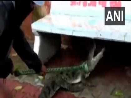 5-ft-long crocodile rescued from residential area in Gujarat's Vadodara | 5-ft-long crocodile rescued from residential area in Gujarat's Vadodara