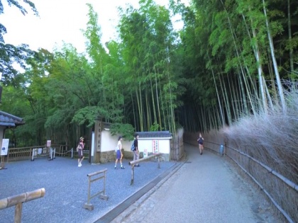 'Chikurin no Michi', a bamboo forest in Japan's Kyoto attracts visitors | 'Chikurin no Michi', a bamboo forest in Japan's Kyoto attracts visitors