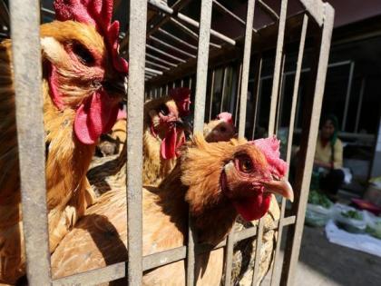 Bird flu detected at chicken farm in Japan's Hiroshima | Bird flu detected at chicken farm in Japan's Hiroshima