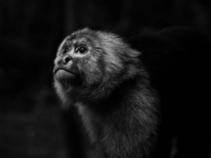 Genome study of Capuchin monkey uncovers hints on its large brain, long life | Genome study of Capuchin monkey uncovers hints on its large brain, long life
