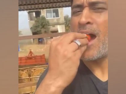 MS Dhoni binges on strawberry, says 'there won't be any left for market if I keep doing so' | MS Dhoni binges on strawberry, says 'there won't be any left for market if I keep doing so'