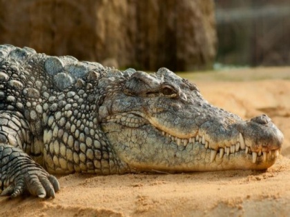 Study: Crocodile evolution rebooted by Ice Age glaciations | Study: Crocodile evolution rebooted by Ice Age glaciations