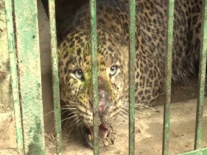 J-K: Wildlife authorities capture suspected man-eater leopard in Srinagar | J-K: Wildlife authorities capture suspected man-eater leopard in Srinagar