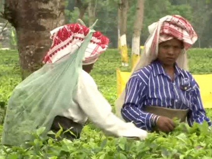 West Bengal Assembly polls: Tea garden workers hope for better future amid promises by political parties | West Bengal Assembly polls: Tea garden workers hope for better future amid promises by political parties