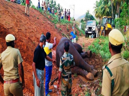 Elephant injured after hit by train in Tamil Nadu | Elephant injured after hit by train in Tamil Nadu