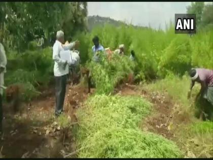 Karnataka: Police seize 4-acre land used to grow marijuana | Karnataka: Police seize 4-acre land used to grow marijuana