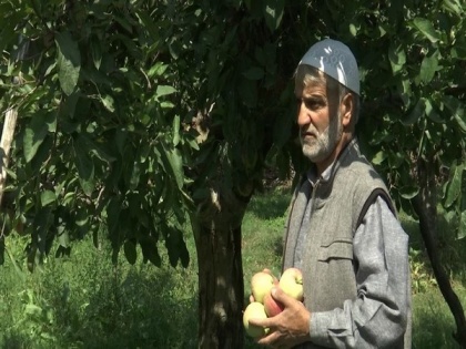 Growers busy with harvesting of apples in Kashmir | Growers busy with harvesting of apples in Kashmir