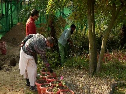 Gardening enthusiasts flock to Srinagar centre to purchase flower saplings for winter | Gardening enthusiasts flock to Srinagar centre to purchase flower saplings for winter Gardening enthusiasts flock to Srinagar centre to purchase flower saplings for winter | Gardening enthusiasts flock to Srinagar centre to purchase flower saplings for winter