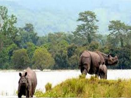 Kaziranga National Park records over 860 swamp deer, over 40,000 birds | Kaziranga National Park records over 860 swamp deer, over 40,000 birds