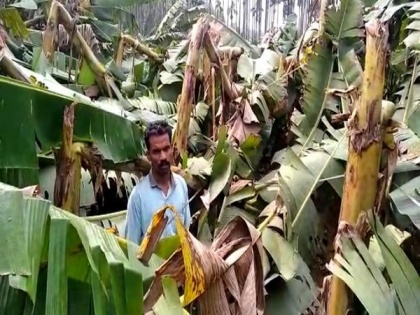 Double whammy for Kerala farmers as heavy rains destroy banana plantations amid lockdown woes | Double whammy for Kerala farmers as heavy rains destroy banana plantations amid lockdown woes