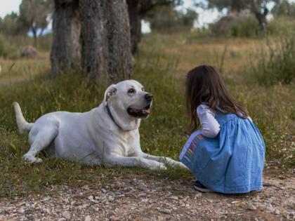 Study finds overweight dogs respond well to high-protein, high fibre diet | Study finds overweight dogs respond well to high-protein, high fibre diet Study finds overweight dogs respond well to high-protein, high fibre diet | Study finds overweight dogs respond well to high-protein, high fibre diet