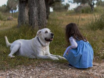 Study finds overweight dogs respond well to high-protein, high fibre diet | Study finds overweight dogs respond well to high-protein, high fibre diet