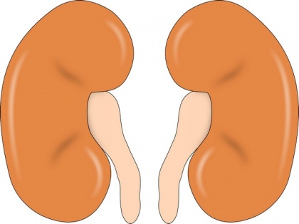 Study reveals first-degree relative with kidney disease increases risk by three-fold | Study reveals first-degree relative with kidney disease increases risk by three-fold