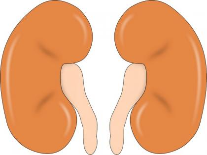 Study suggests lipid droplets protect kidney cells from being damaged | Study suggests lipid droplets protect kidney cells from being damaged
