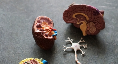 Gene therapy shows promise for children with kidney disease | Gene therapy shows promise for children with kidney disease
