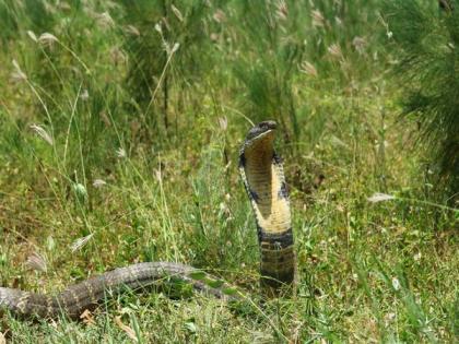 15-feet-long king cobra rescued from village in Visakhapatnam, released into wilderness | 15-feet-long king cobra rescued from village in Visakhapatnam, released into wilderness