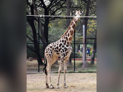 Four-year-old female giraffe Bubli dies in Hyderabad Zoo | Four-year-old female giraffe Bubli dies in Hyderabad Zoo