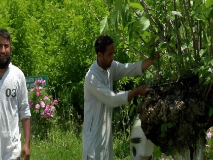 J-K Sericulture Dept supervises mulberry pruning aimed at boosting cocoon production | J-K Sericulture Dept supervises mulberry pruning aimed at boosting cocoon production