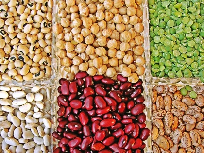 Study uncovers clues on evolution, diversification of legumes | Study uncovers clues on evolution, diversification of legumes