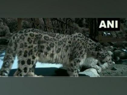 Rare species snow leopard spotted in Uttarakhand | Rare species snow leopard spotted in Uttarakhand