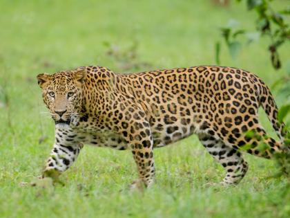 Woman killed by leopard in Gujarat's Navsari | Woman killed by leopard in Gujarat's Navsari