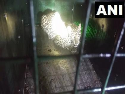 Himachal Pradesh: Forest department rescues leopard from Shimla's residential area | Himachal Pradesh: Forest department rescues leopard from Shimla's residential area Himachal Pradesh: Forest department rescues leopard from Shimla's residential area | Himachal Pradesh: Forest department rescues leopard from Shimla's residential area