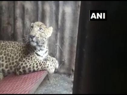 Leopard captured in Nashik by Forest Department officials | Leopard captured in Nashik by Forest Department officials