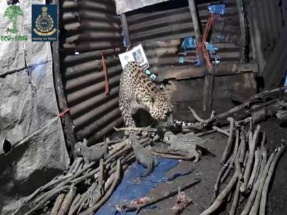 Leopardess gives birth of 4 cubs inside hut in Nashik | Leopardess gives birth of 4 cubs inside hut in Nashik