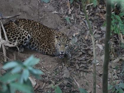 Leopard entangled in wire mesh rescued, taken to Darjeeling's PNHZP for treatment | Leopard entangled in wire mesh rescued, taken to Darjeeling's PNHZP for treatment Leopard entangled in wire mesh rescued, taken to Darjeeling's PNHZP for treatment | Leopard entangled in wire mesh rescued, taken to Darjeeling's PNHZP for treatment